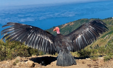 california condor, ventana wildlife society